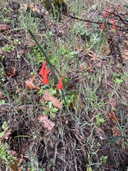 Delphinium nudicaule