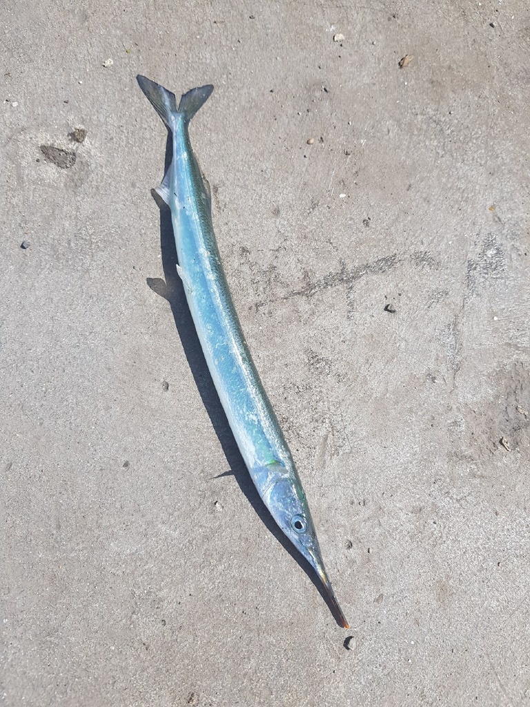 Japanese Halfbeak