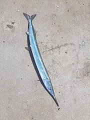 Japanese Halfbeak photo 1