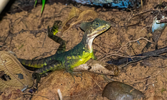 Basiliscus galeritus