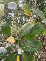 Cordia collococca