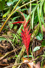 Heliconia