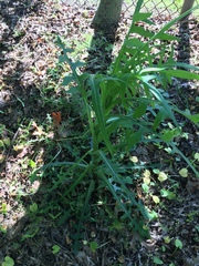 Lactuca canadensis