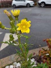 Sonchus asper