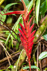 Heliconia