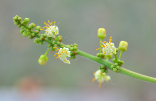 Bursera simaruba - Bark