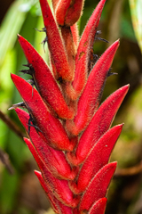 Heliconia