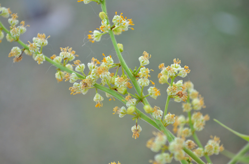 Bursera simaruba - Whole tree
