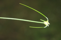 Rhynchospora blepharophora