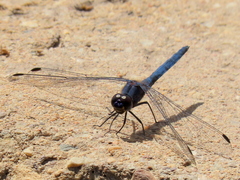 Trithemis furva
