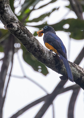 Trogon chionurus
