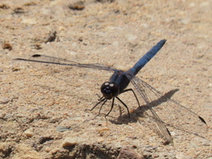 Trithemis furva