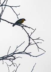 Euphonia minuta