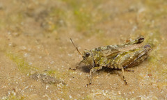 Tetrix undulata