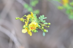 Parkinsonia texana macra