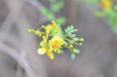 Parkinsonia texana macra