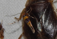 Stathmopoda luminata