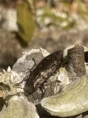 Texania campestris