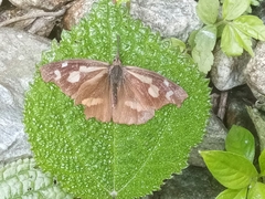 Libythea