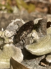 Texania campestris
