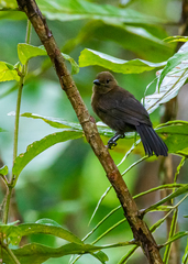 Tachyphonus delatrii