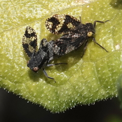 Dictyobia semivitrea
