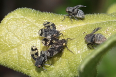 Dictyobia semivitrea