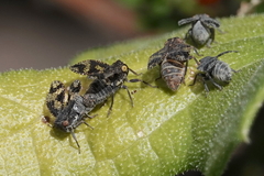Dictyobia semivitrea