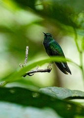 Polyerata rosenbergi