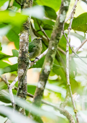 Lepidothrix velutina