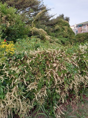 Anredera cordifolia