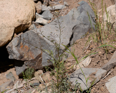 Descurainia nuttallii