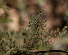 Descurainia nuttallii