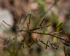 Descurainia nuttallii