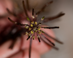 Descurainia nuttallii