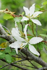 Bauhinia bowkeri