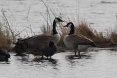 Branta canadensis moffitti