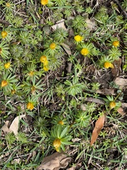 Eranthis