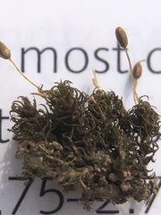 Weissia brachycarpa