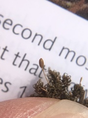 Weissia brachycarpa