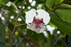 Mitrephora sirikitiae