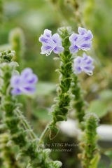 Strobilanthes affinis