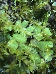 Riccia glauca