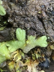 Riccia glauca
