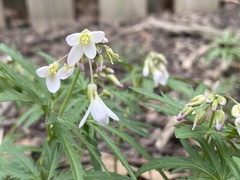 Cardamine concatenata