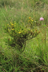 Hypericum juniperinum