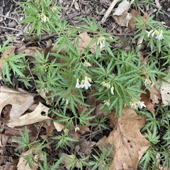 Cardamine concatenata