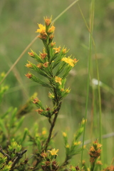 Hypericum juniperinum