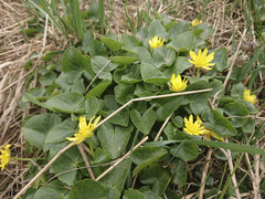 Ficaria verna verna