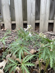 Cardamine concatenata